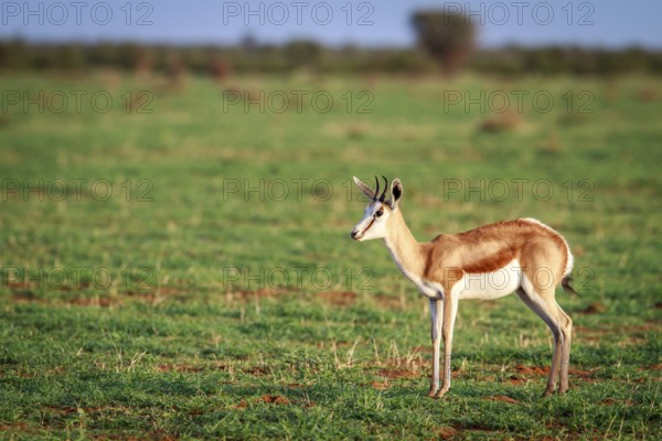 Springbok standing in the grass in the Etosha National Park, Namibia