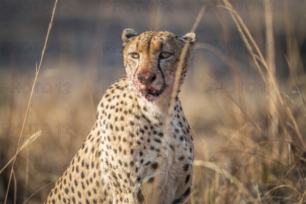 Starring Cheetah with a bloody face in the Kruger National Park, South Africa