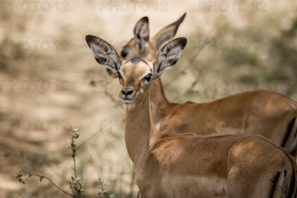 Starring baby Impala in the Kruger National Park, South Africa