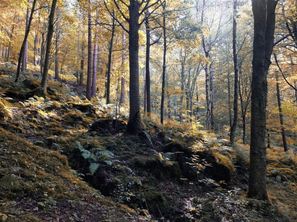 Sunlit woodland in early autumn with mixed forest trees with golden fall colored leaves on a rocky fern strewn hillside