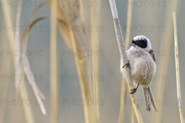 Penduline Tit, (Remiz pendulinus), animals, birds, tits, family of Penduline Tits, Eich-Gimbsheimer Altrhein, district of Worms, Rhineland-Palatinate, Federal Republic of Germany