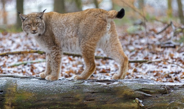 Eurasian Lynx, Eurasian Lynx, (Lynx lynx), animals, mammals, portrait, Kaiserslautern Wildlife Park, Kaiserslautern, Rhineland-Palatinate, Federal Republic of Germany