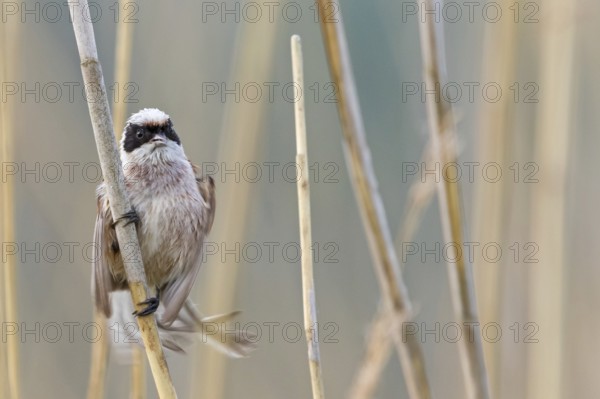 Penduline Tit, (Remiz pendulinus), animals, birds, tits, family of Penduline Tits, Eich-Gimbsheimer Altrhein, district of Worms, Rhineland-Palatinate, Federal Republic of Germany