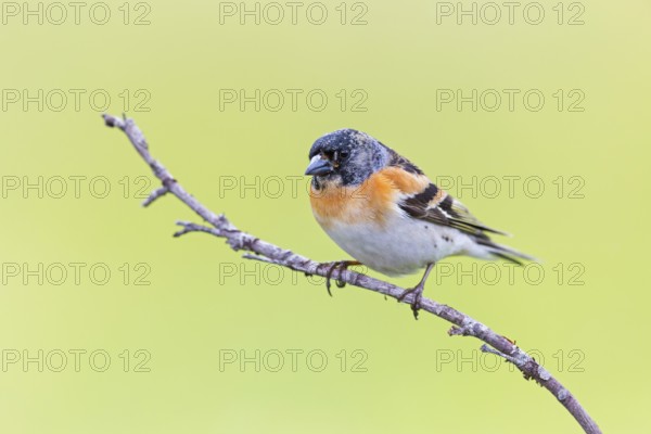 Mountain finch, Northern finch, finch family, (Fringilla montifringilla), animals, birds, songbirds, Varanger Bird Park, Finnmark, Norway