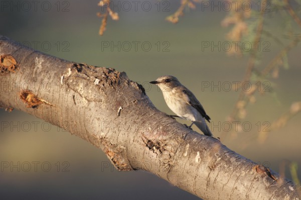 Grey flycatcher on its lookout, Punta Prima on Menorca