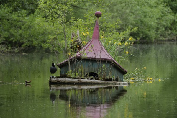 Eurasian Coot (Fulica atra) on sunken duck house, duck house, lake, water bird, marsh iris. Lake Luckenbach, Schwäbisch Hall, Germany