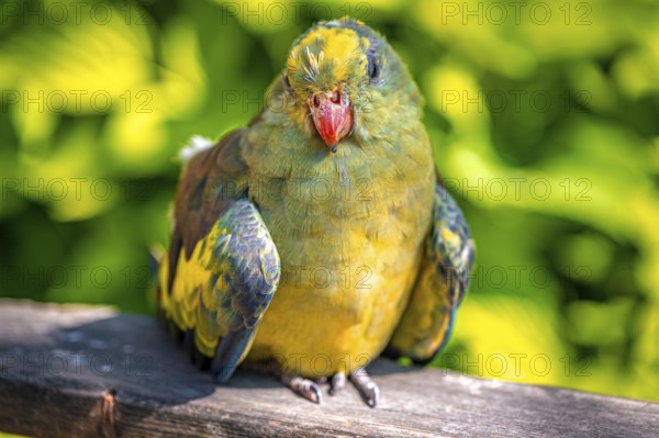 The parrot (Psittaciformes) with vivid colours rests on a piece of wood in front of a summery background, Suhl, Thuringia, Germany