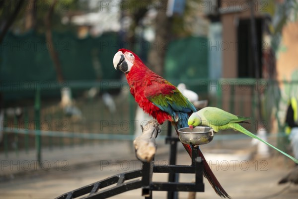 Parrot with vibrant colors perched near a green bird feeding in an outdoor setting, Portrait of colorful Scarlet Macaw parrot with green parrot in zoo eating nuts