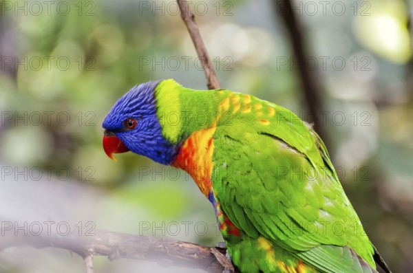 Allcolour lorikeet