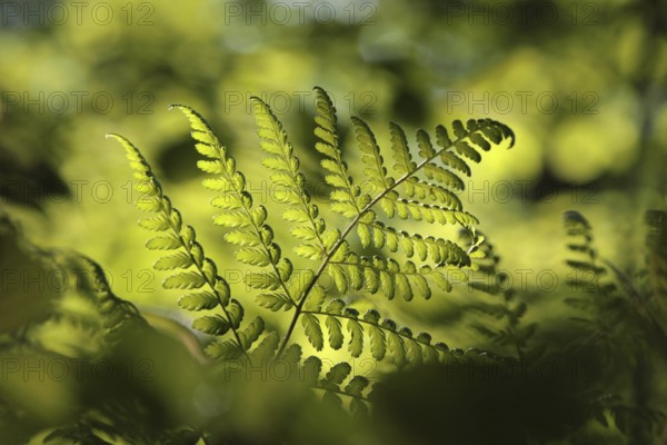 Fern in the forest on a sunny spring morning