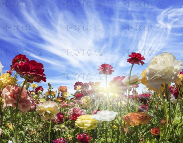 The magnificent field of the blossoming garden buttercups. The blue sky and light clouds are illuminated by the warm spring sun. The concept of artistic photography