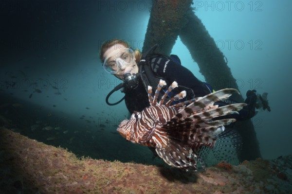 Diver observing lionfish, Pterois volitans, Ambon, Moluccas, Indonesia