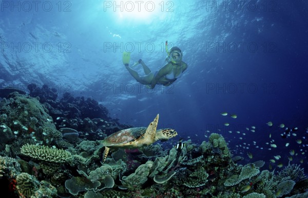 Hawksbill sea turtle and snorkeller, Eretmochelys imbricata, Maldives, Indian Ocean, Meemu Atoll