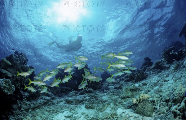 Shoal of yellowfin mullets and snorkellers, Mulloidichthys vanicolensis, Maldives, Indian Ocean, Ari Atoll
