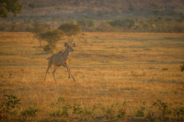 Young male Kudu running in the bush in the Welgevonden game reserve, South Africa