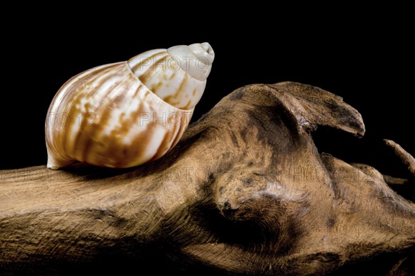 Close-up of a Giant African snail Lissachatina fulica resting on textured driftwood against a black background, showcasing its detailed shell patterns, Ukraine