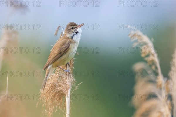 Reed warbler, (Acrocephalus arundinaceus), reedbed perch, biotope, habitat, animals, birds, songbird, reed warbler genus, Lobau, Vienna, Donaustadt, Vienna, Austria