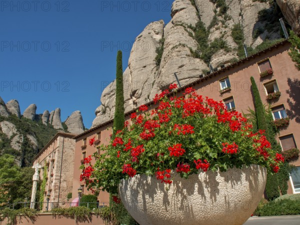Large flower pot with red flowers in front of historic buildings and mountains under a blue sky, montserrat, spain