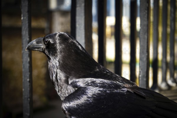 A raven sits next to a metal railing, the scene looks gloomy with shiny black plumage and blurred background, Raven corvus, London EC3N 4AB, England, United Kingdom