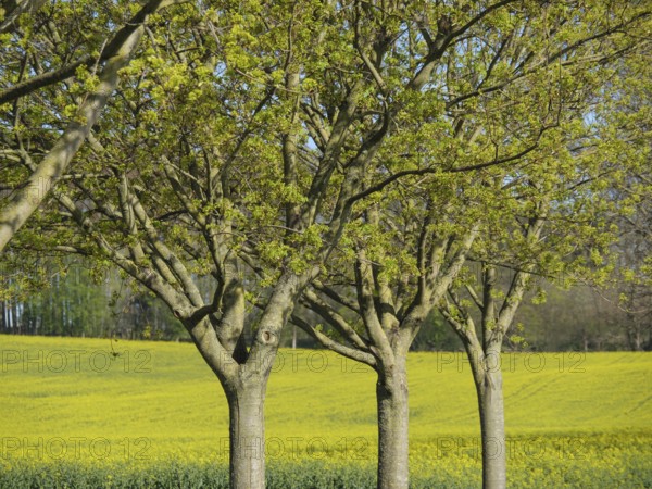 Row of trees in front of a vast yellow rape field on a clear spring morning, billerbeck, münsterland, germany