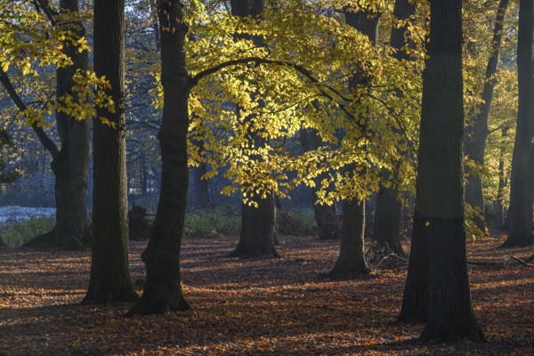 Dense forest in autumn with orange foliage and deep shadows, borken, North Rhine-Westphalia, germany