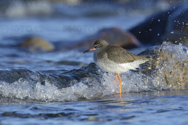 Redshank foraging on the beach (tringa totanus)
