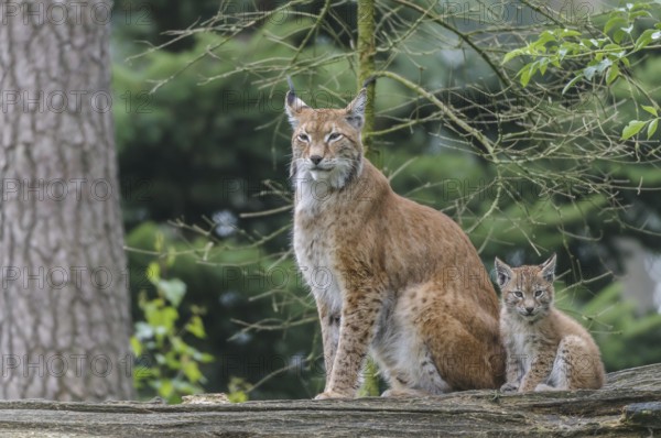 Eurasian lynx (Lynx lynx)