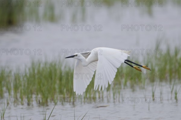 Little Egret (Egretta garzetta)