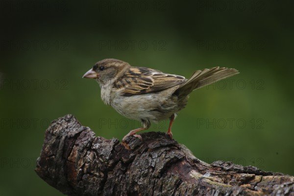 House Sparrow (Passer domesticus)