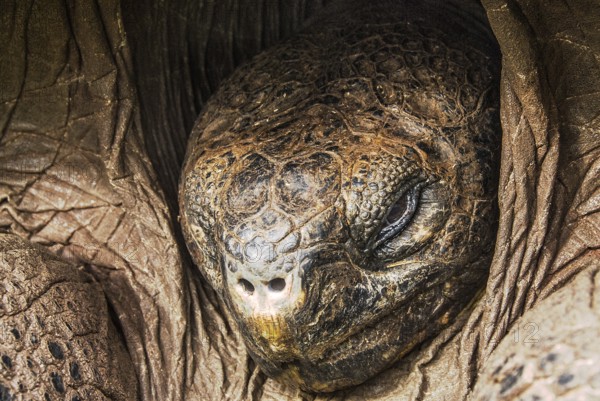 Giant tortoise head (chelonoidis nigra porteri)