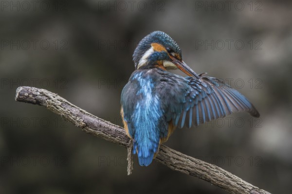 Kingfisher (Alcedo atthis)