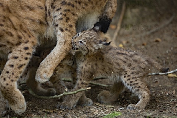 Lynx (Lynx lynx)