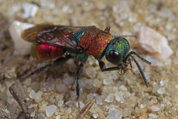 Sand gold wasp (Hedychrum nobile)
