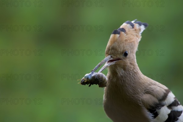 Hoopoe (Upupa epops)