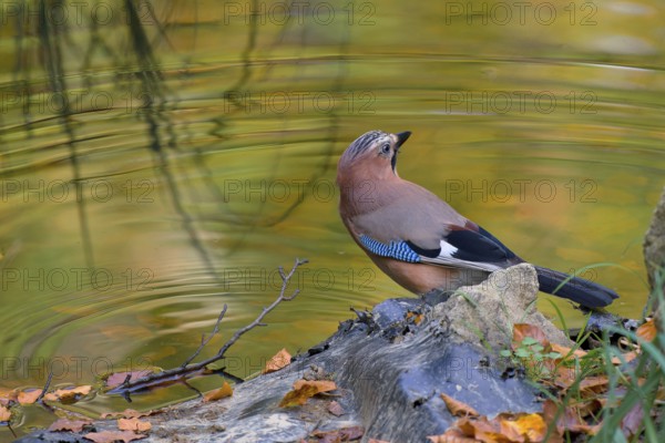 Eurasian jay (Garrulus glandarius)