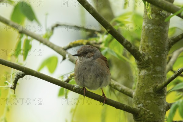 Dunnock (Prunella modularis)