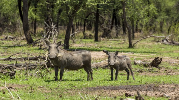 Warthog at the Gaborone Game Reserve in Gaborone, Botswana, Gaborone, Botswana