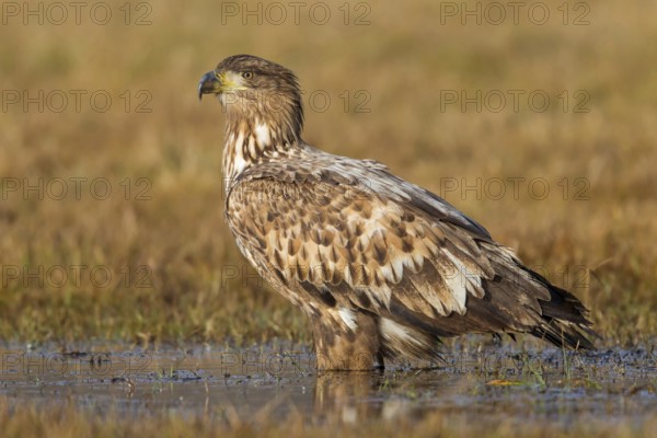 White-tailed eagle, hawk family, animals, birds, birds of prey, (Haliaeetus albicilla), biotope, habitat, foraging, centrapoles, Kutno, Lodz, Poland