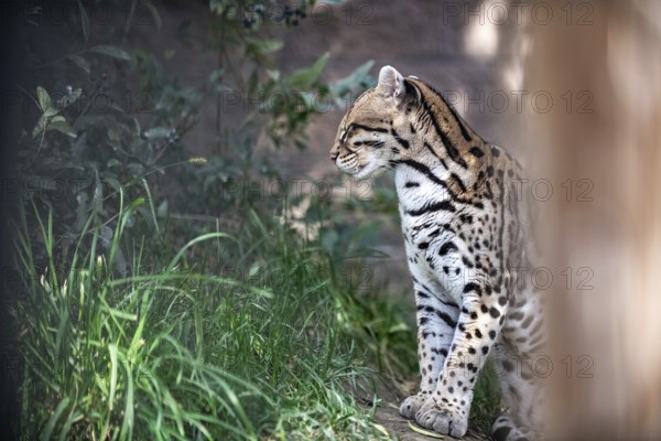 Ocelot (Leopardus pardalis), An ocelot sits among green foliage, its spotted coat highlighted by sunlight, creating a jungle atmosphere