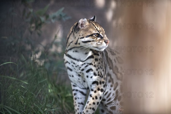 Ocelot (Leopardus pardalis), An ocelot sits among green foliage, its spotted coat highlighted by sunlight, creating a jungle atmosphere