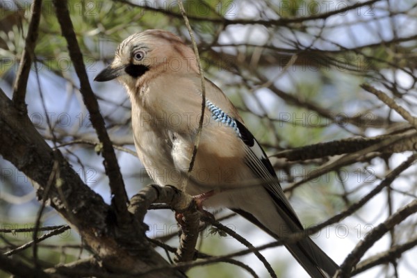 Eurasian jay (Garrulus glandarius)