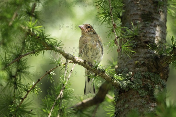Snow sparrow (Montifringilla nivalis)
