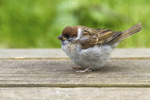 Tree sparrow - young bird (Passer montanus)