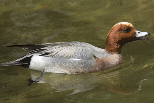 Eurasian wigeon (Mareca penelope)