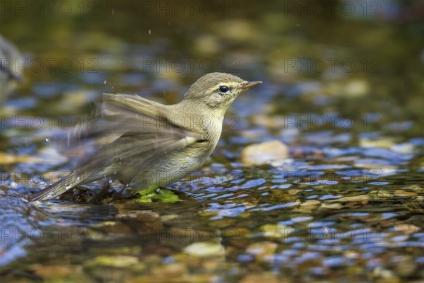 Willow warbler by a stream (Phylloscopus trochilus)