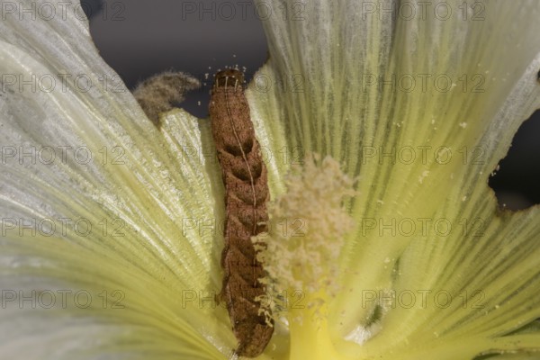 Caterpillar of the Fohkrauteule (Melanchra persicariae)