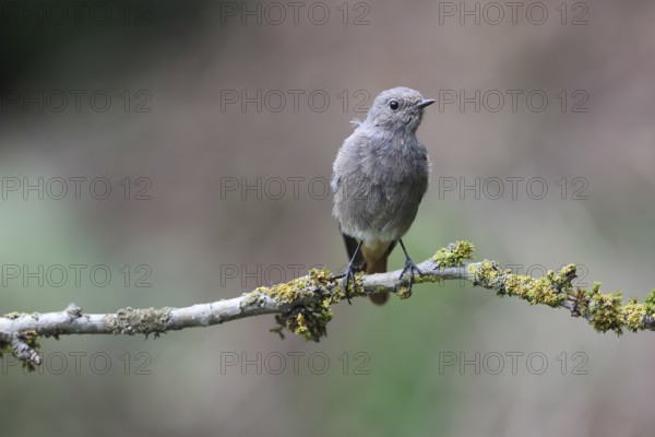 Black redstart (Phoenicurus ochruros)