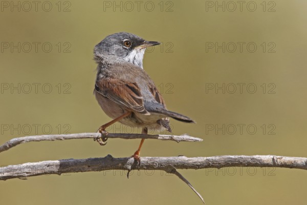 Spectacled warbler (Sylvia conspicillata)