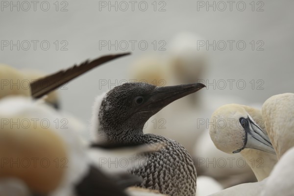 Northern gannet (Morus bassanus)