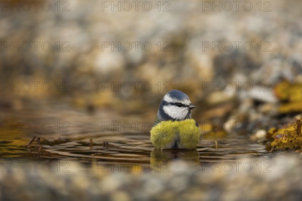 Blue tit (Cyanistes caeruleus)
